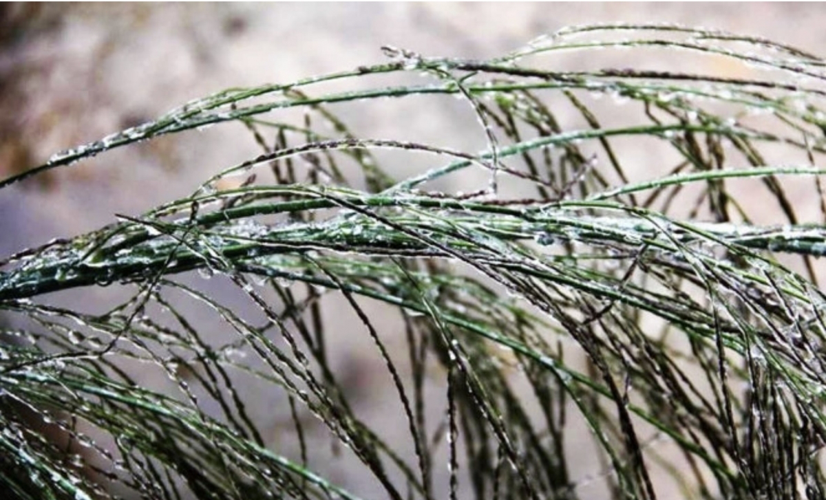 Cold weather persists across northern Vietnam